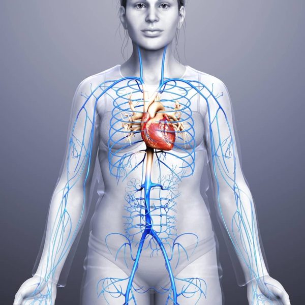 محل دقیق قلب در زنان